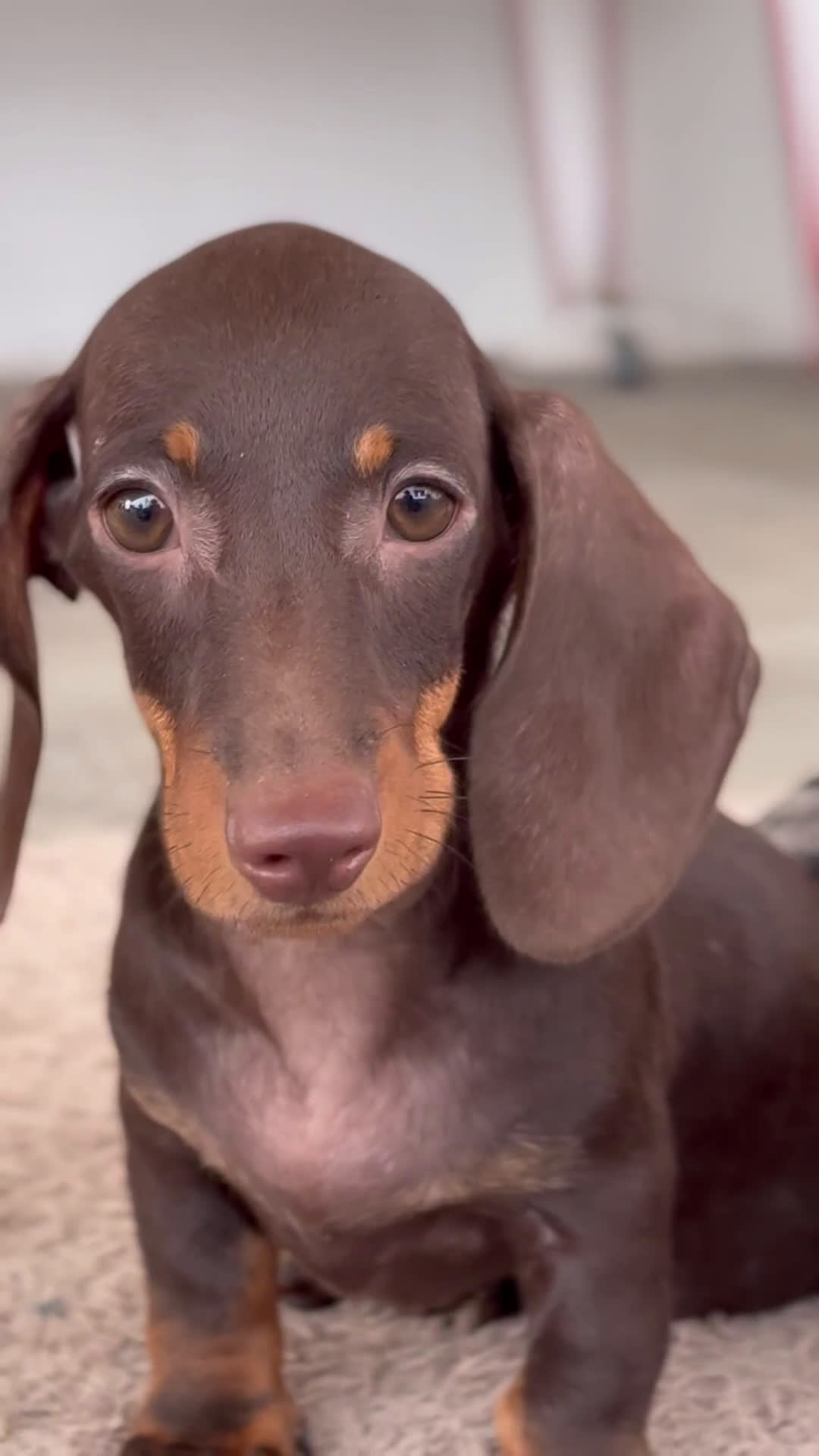 Teckel Miniatura perros en venta: 🐾 Gregorio y Bongo – Teckel especiales 🐾 - Video 1