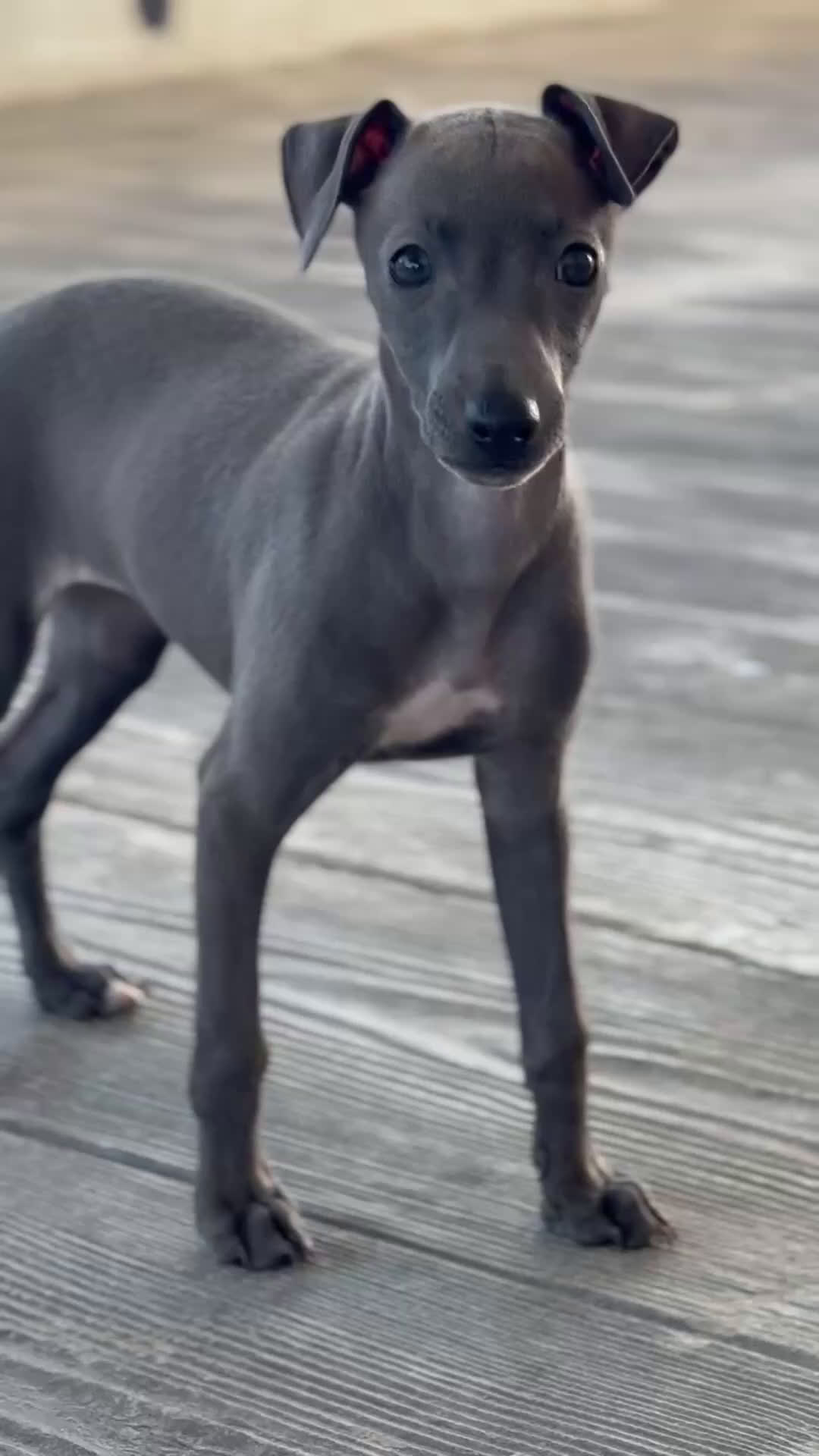 Pequeño Lebrel Italiano perros en venta: 💙 Sirius y Selena – elegancia natural 🐾 - Video 1
