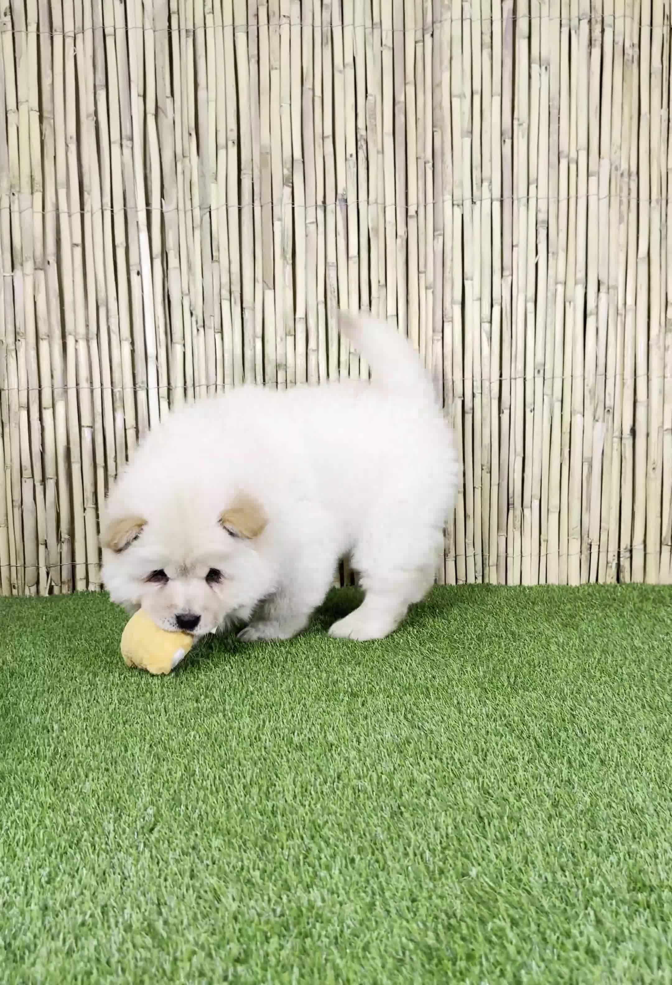 Chow Chow perros en venta: CHOW CHOW - Video 1