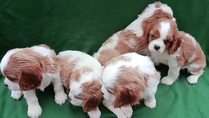 Cavalier King Charles Spaniel perros en venta: Cavalier  - Video 1