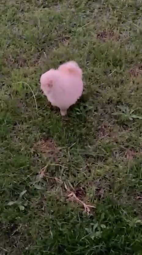 Pomerania perros en venta: Pomerania - Video 1