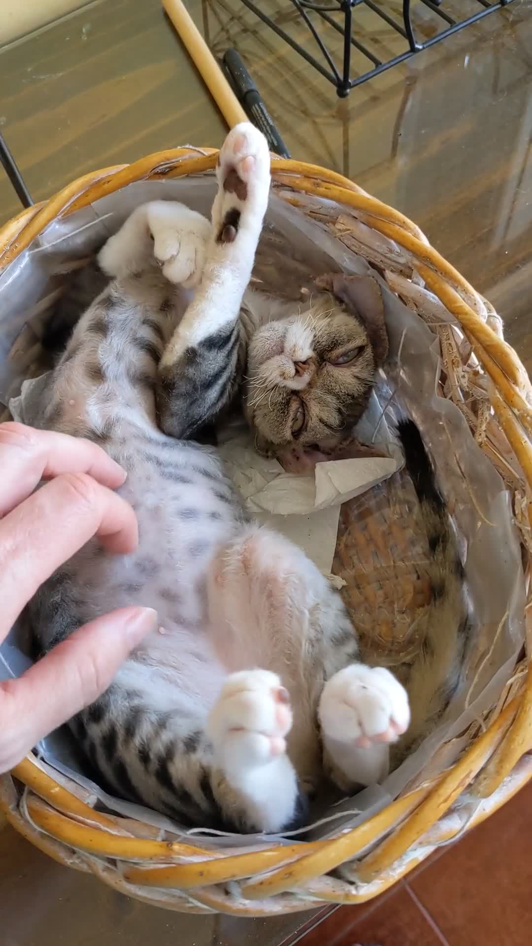Devon Rex gatos en venta: Preciosos ejemplares de Devon Rex - Video 2