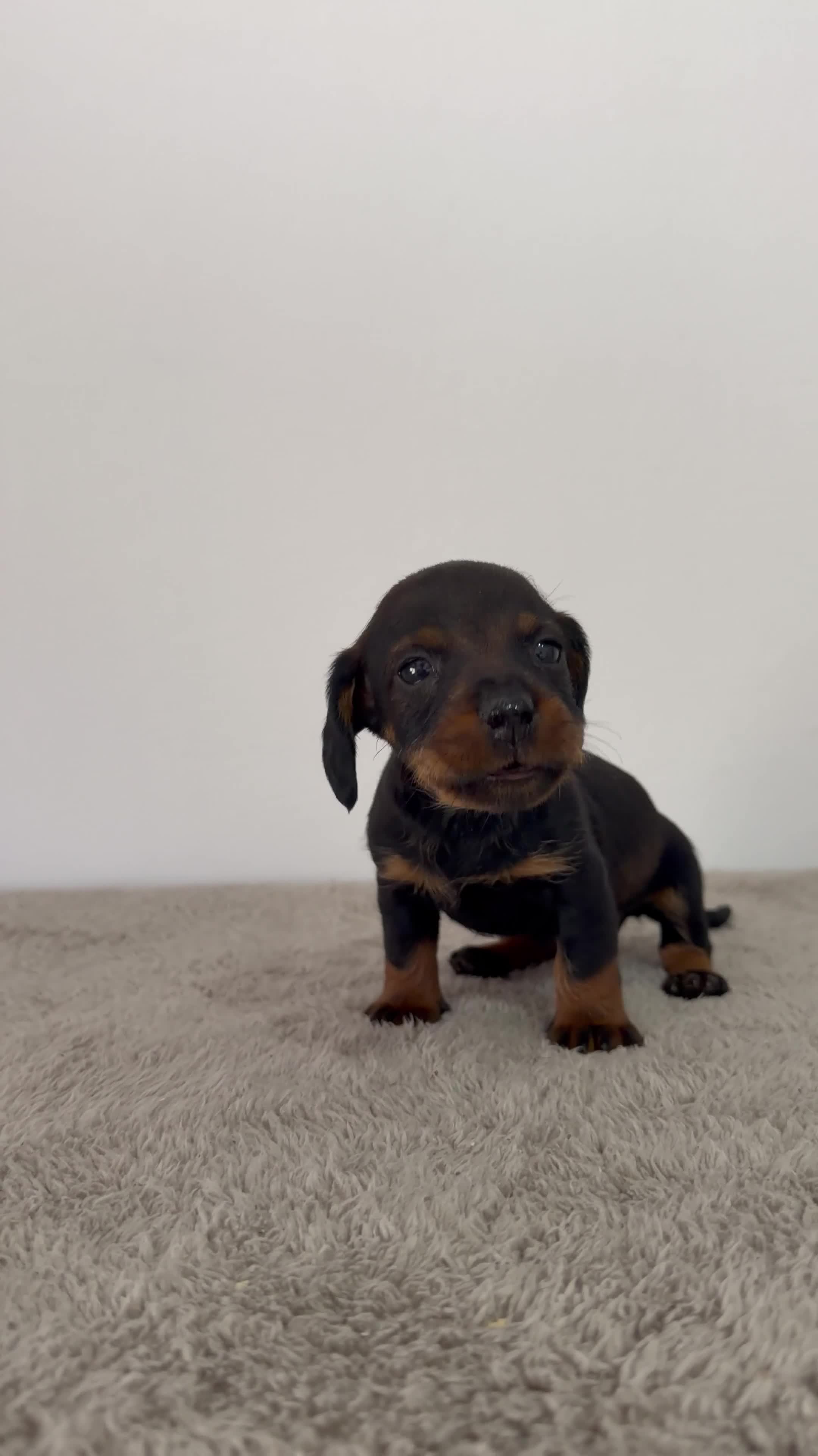 Teckel Miniatura perros en venta: TECKEL MINIATURA HEMBRA - Video 1