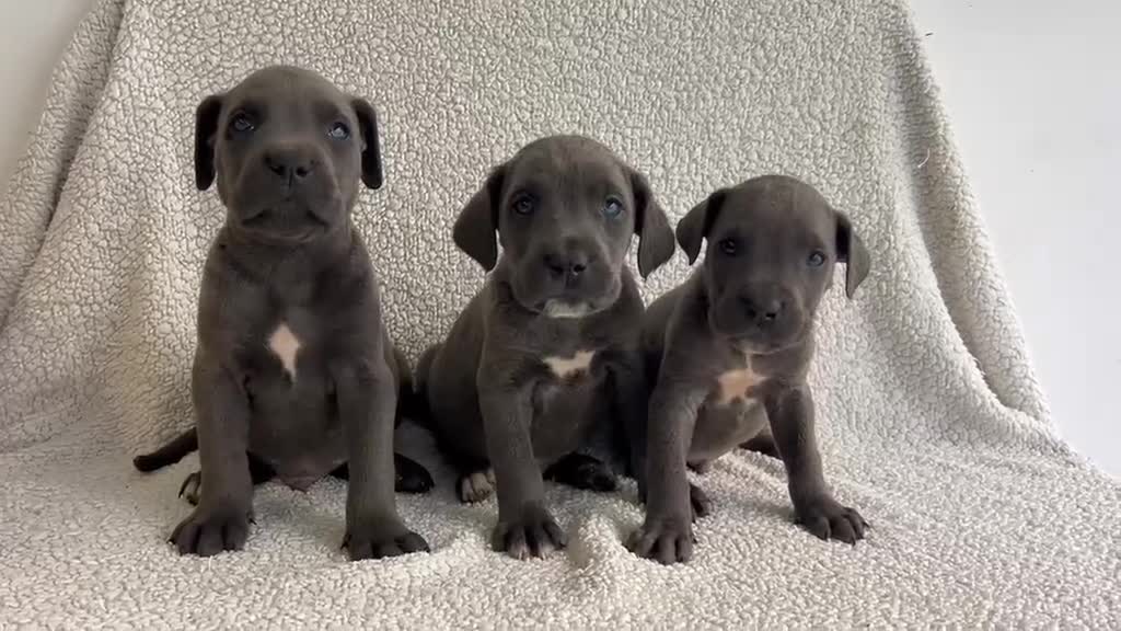 Cane Corso perros en venta: Cané corso blue - Video 2