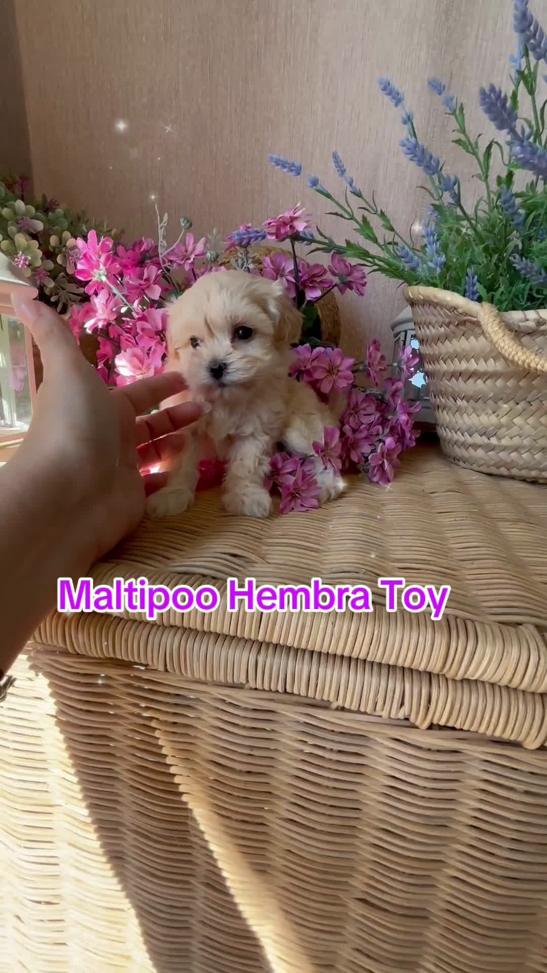 Maltipoo perros en venta: Maltipoo hembra toy fotos actuales  - Video 1