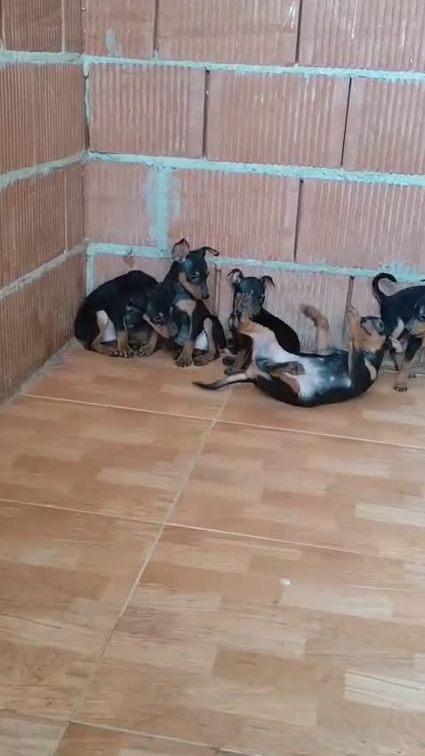 Pinscher Miniatura perros en venta: Pincher miniatura OPORTUNIDAD  - Video 1