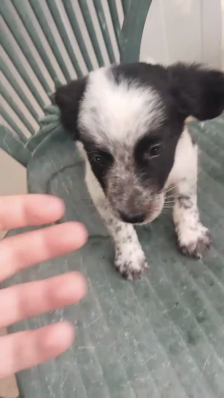 Border Collie perros en venta: Border collies de calidad  - Video 1