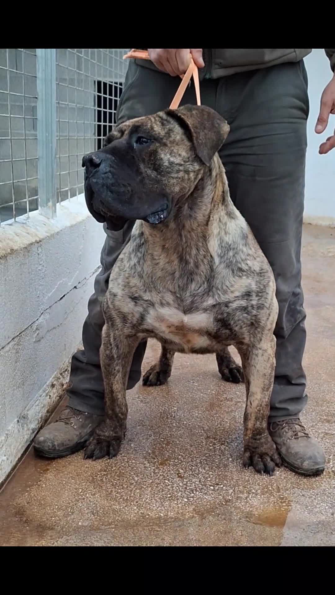 Presa Canario perros en venta: Presa canario top pedigrí - Video 2