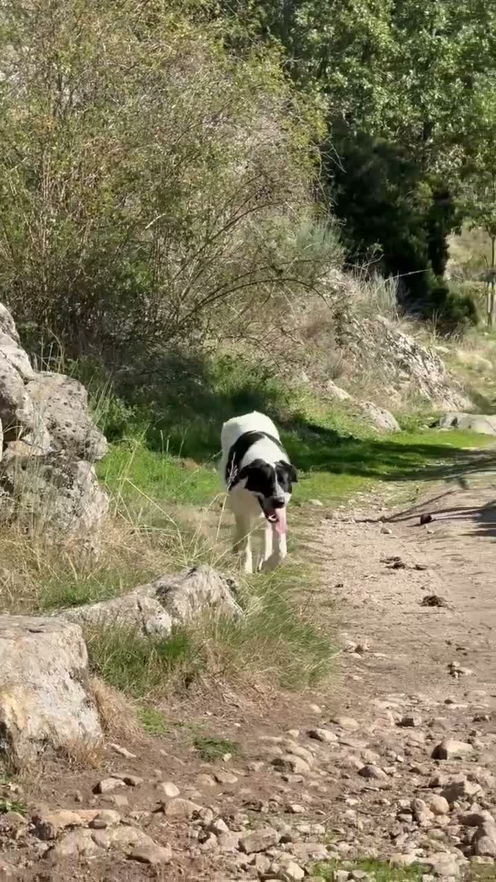 Mastín Español perros en venta: Adopción mastina pinta - Video 2