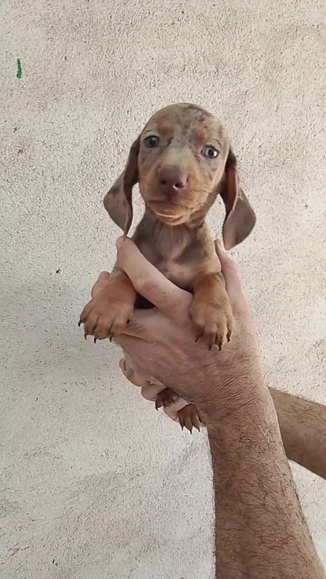 Teckel perros en venta: Teckels WhatsApp 616121781 - Video 3
