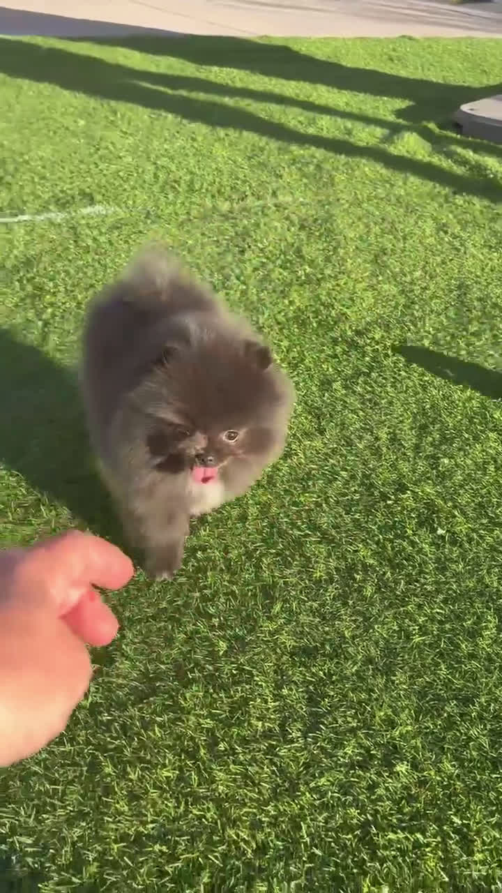Pomerania perros en venta: Lulú de Pomerania hembra espectacular  - Video 1