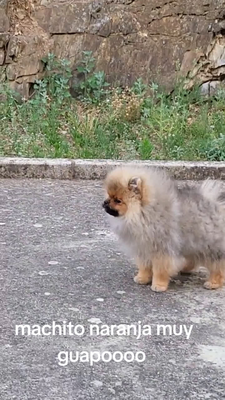 Pomerania perros en venta: Machito de mucha calidad  - Video 1