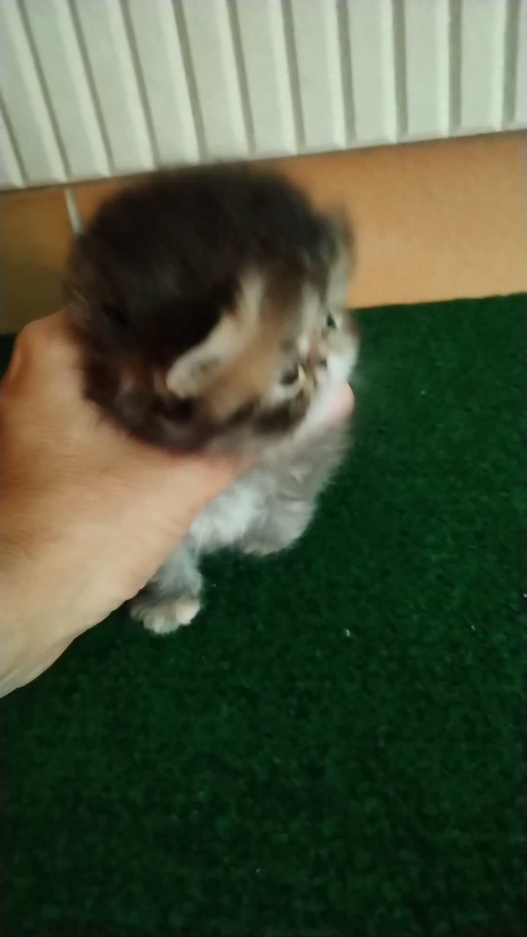Persa gatos en venta: Cachorra Persa Pura - Video 1
