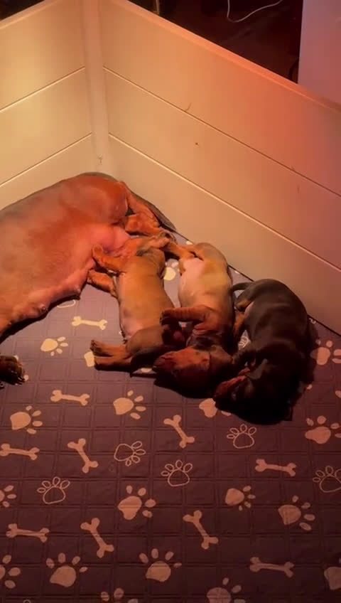 Teckel perros en venta: Cachorras teckel standard pelo corto - Video 1