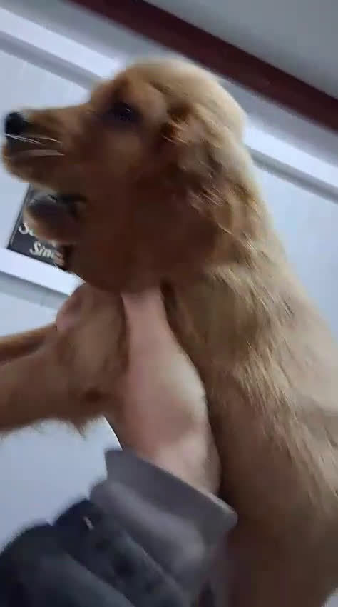 Setter Irlandés Rojo perros en venta: Sette irlandés  - Video 3