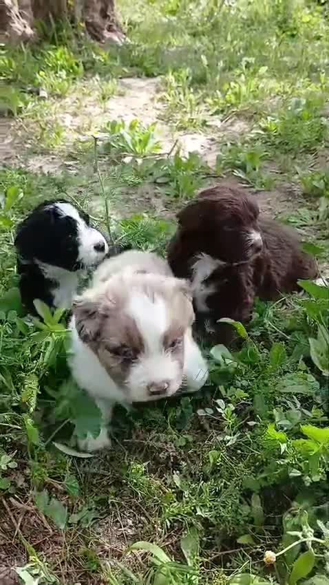 Otras razas perros en venta: AUSTRALIAN WATER DOG - Video 2