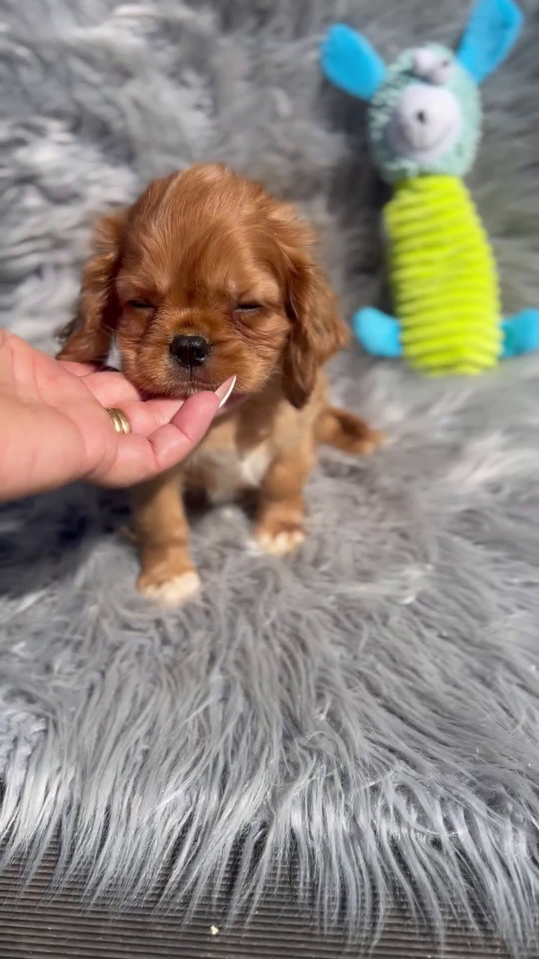 Cavalier King Charles Spaniel perros en venta: Cavalier rubi  - Video 1