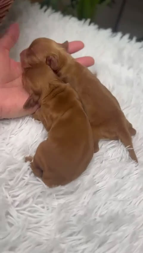 Cocker Spaniel Inglés perros en venta: COCKER SPANIEL INGLES - Video 1