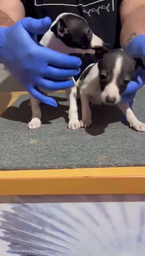 Raza Mixta perros en venta: Cachorros  - Video 1