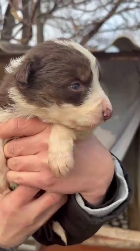 Border Collie perros en venta: Cachorro de Border Collie hembra chocolate  - Video 1