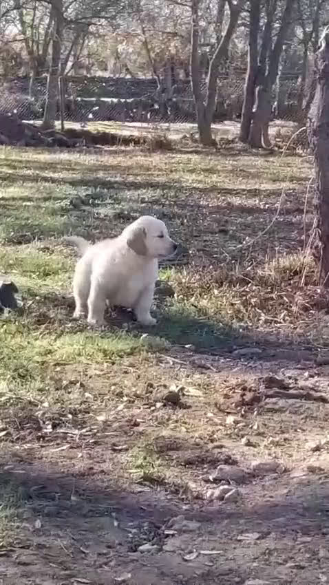 Golden Retriever perros en venta: Camadas de Golden - Video 2