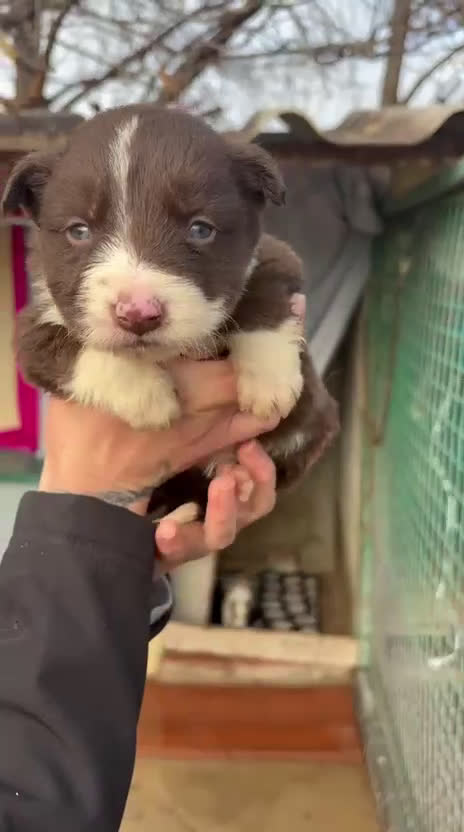 Border Collie perros en venta: Cachorro hembra Border Collie Chocolate  - Video 1