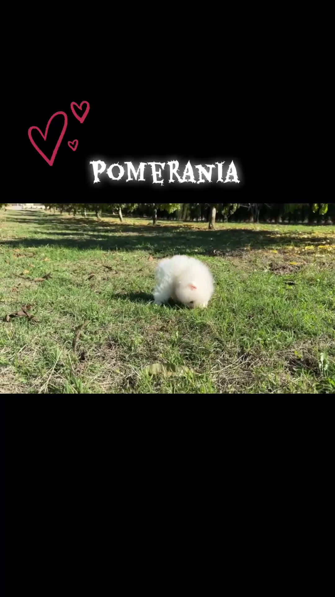 Pomerania perros en venta: Pomerania Macho toy  resérvalo para diciembre!! - Video 1