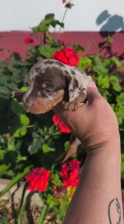 Teckel Miniatura perros en venta: Teckel kaninchen  en Sevilla - Video 1