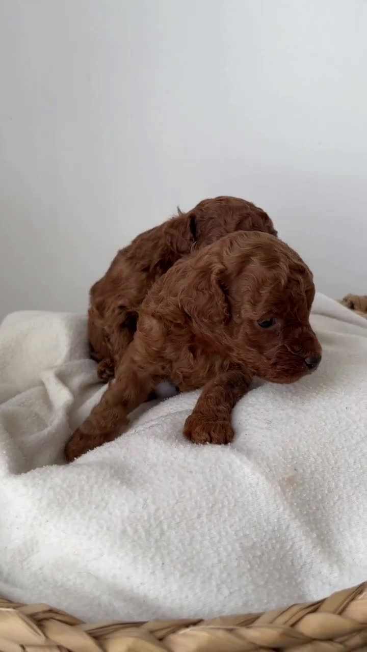 Caniche Toy perros en venta: Caniche toy rojo intenso - Video 1