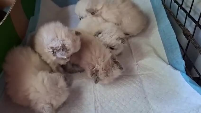 Persa gatos en venta: Persas mallorca - Video 2