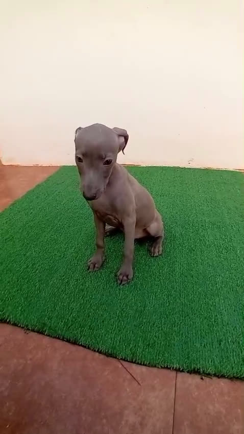 Pequeño Lebrel Italiano perros en venta: PICCOLO - Video 1