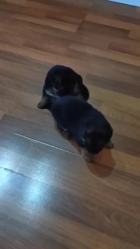 Pastor Alemán perros en venta: Último Cachorro  disponinle!! - Video 1