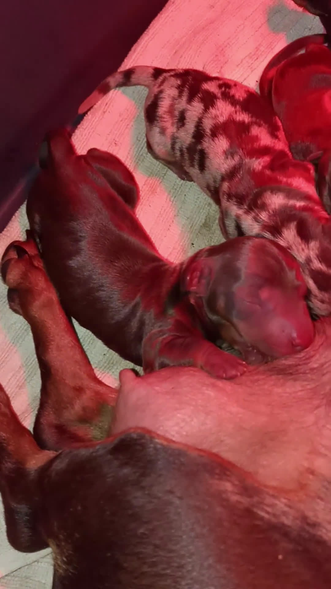 Teckel perros en venta: Teckel Kannitchen  - Video 4