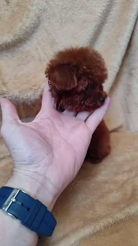 Caniche Toy perros en venta: Caniche toy hembra 100 x100 asiática  - Video 1