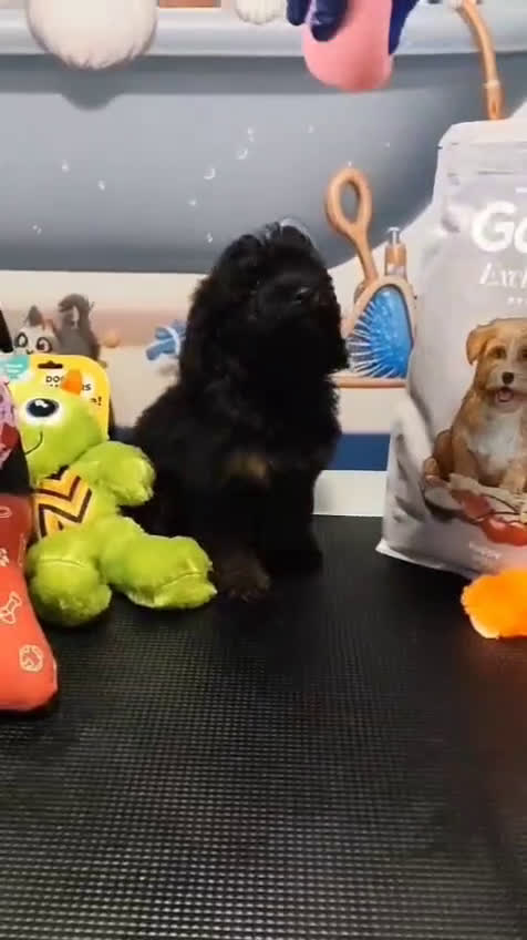 Caniche Toy perros en venta: Caniche toy merles y negros - Video 2