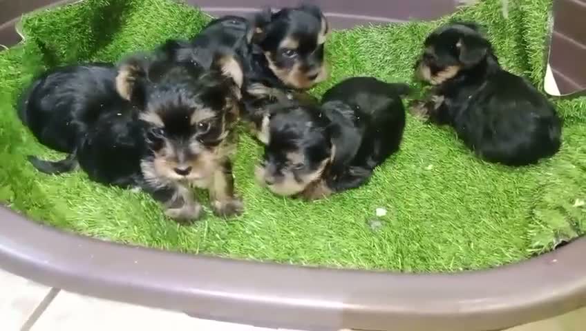 Yorkshire Terrier perros en venta: Preciosos Cachorros Yorkshire - Video 1