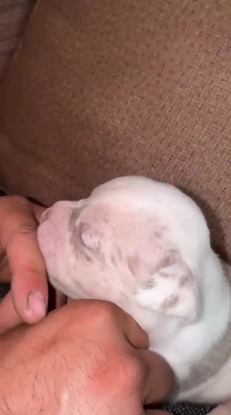 American Bully perros en venta: América bully  - Video 1