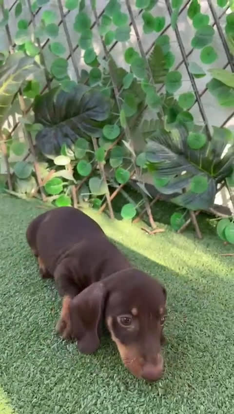 Teckel perros en venta: 🐶🌭¡Disponibles dos cachorros Teckel machos!🌭🐶 - Video 1