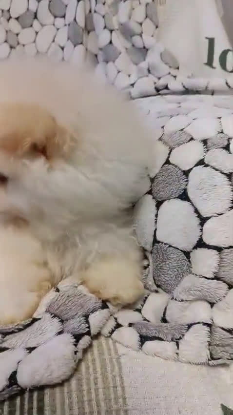 Pomerania perros en venta: Pomerania lulu Toy disponibles  - Video 1