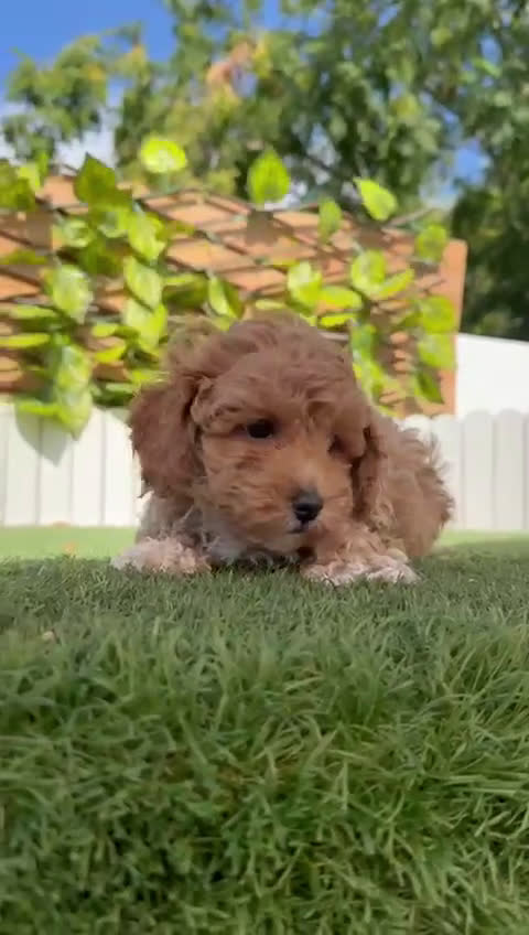 Raza Mixta perros en venta: CANICHE MACHO - Video 3