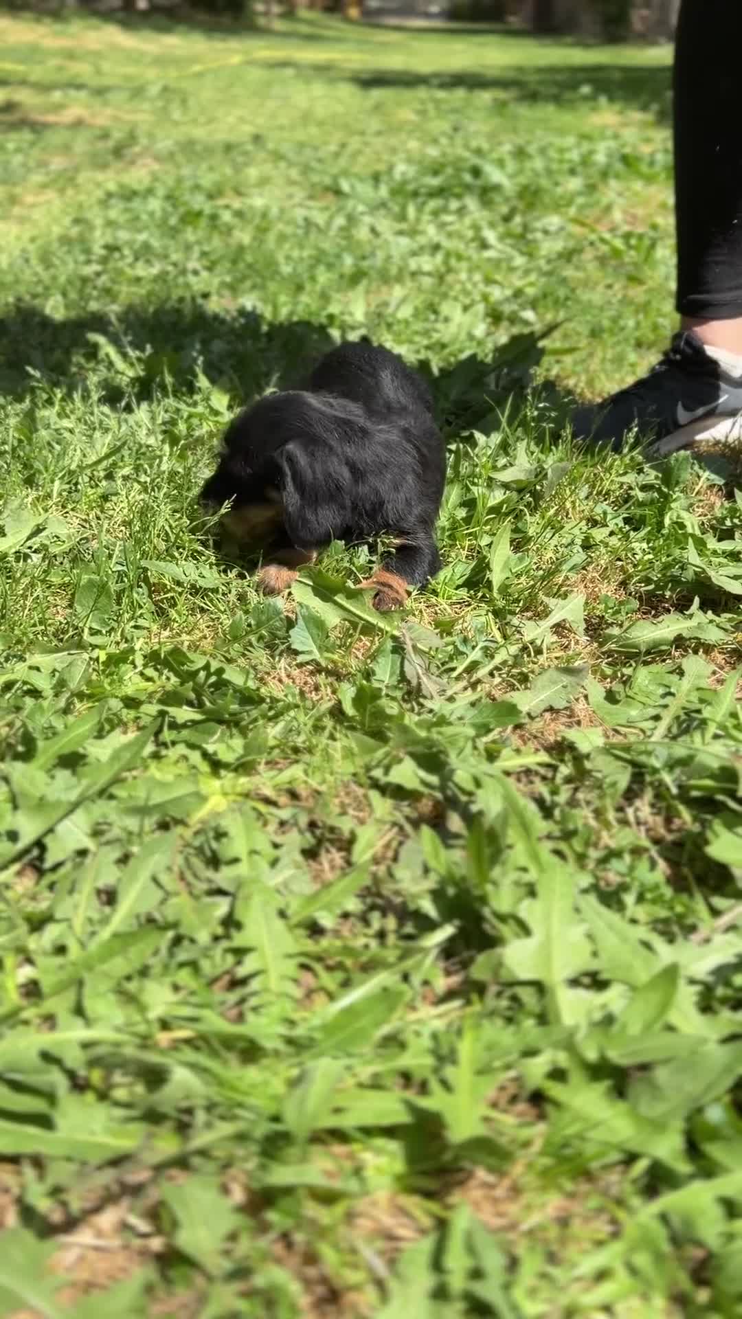 Teckel Miniatura perros en venta: Teckel pelo duro  - Video 1