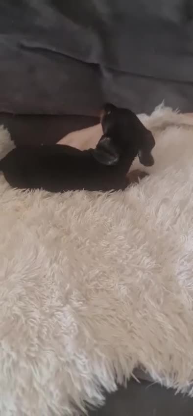 Teckel perros en venta: TECKEL  - Video 2