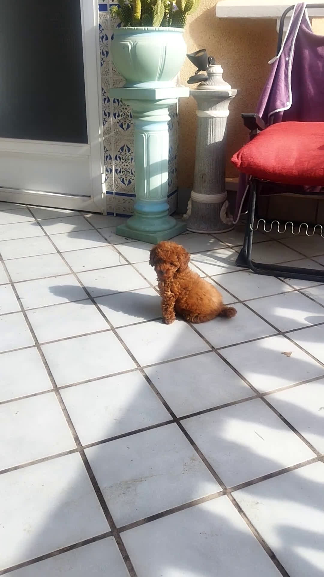 Caniche Toy perros en venta: CANICHES ROJOS EXCLUSIVOS  - Video 1