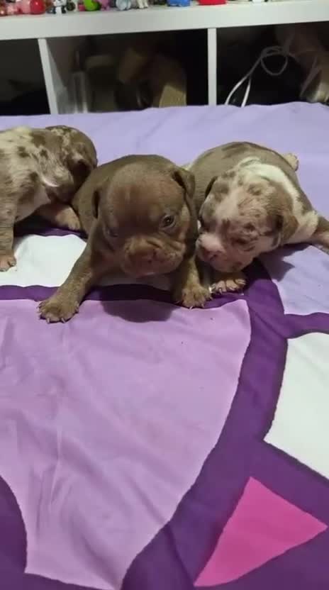 American Bully perros en venta: American Bully pocket  - Video 2