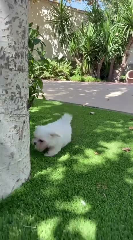 Bichón Maltés perros en venta: BICHON MALTES TOY - Video 1
