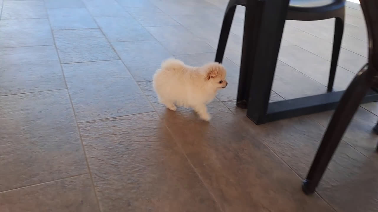 Pomerania perros en venta: Cachorrita de Pomerania  - Video 1