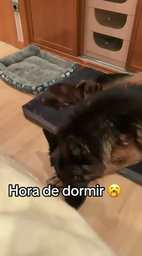Teckel perros en venta: Espectacular camada Teckel kaninchem arlequín - Video 1