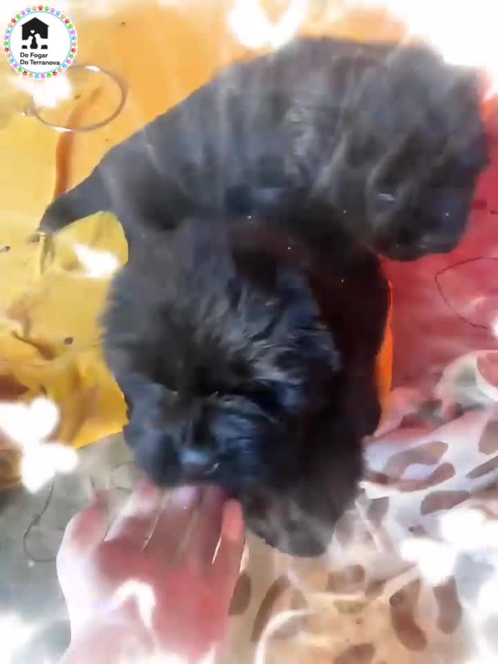 Terranova perros en venta: DISPONIBLES CACHORROS DE TERRANOVA - Video 2