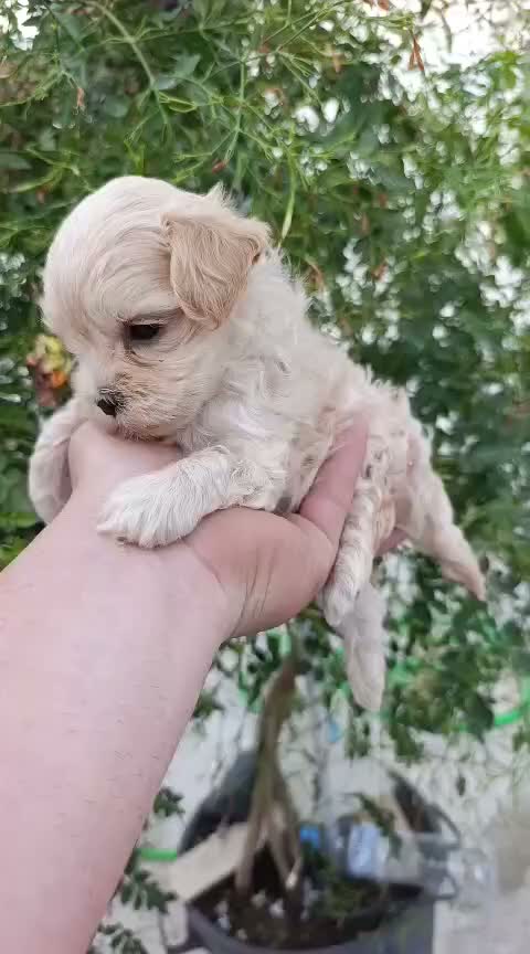 Maltipoo perros en venta: Maltipoo machos - Video 3