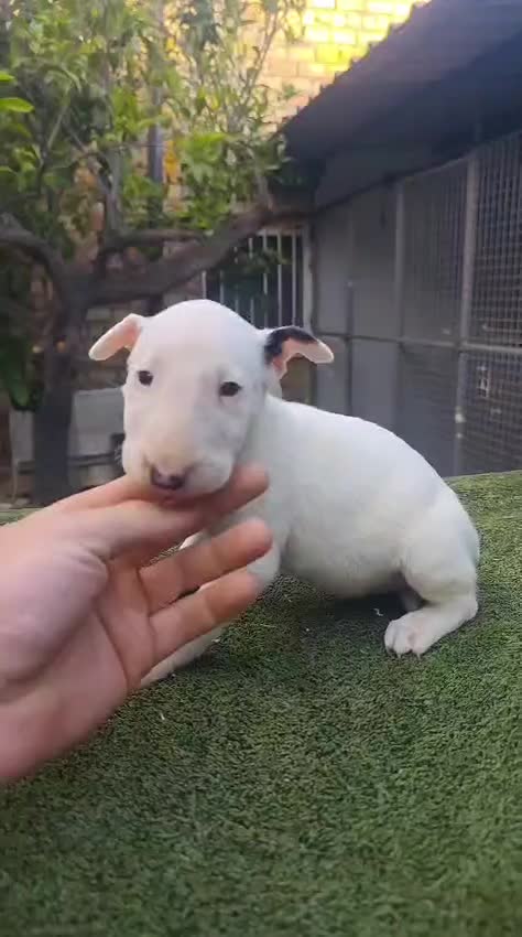 Bull Terrier perros en venta: Bull terrier  - Video 2